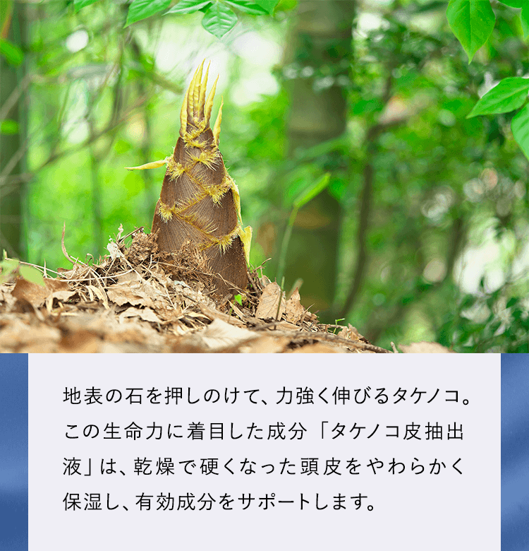 タケノコ抽出液は乾燥で硬くなった頭皮をやわらかく保湿し、有効成分をサポートします